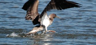 Image result for Bird Addiction Animation