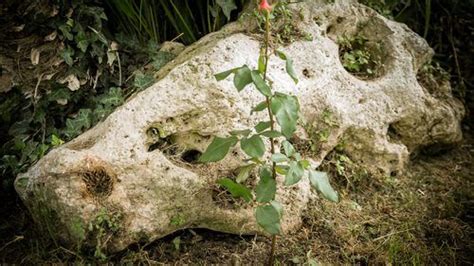 Image result for How to Propagate Roses Using Potatoes