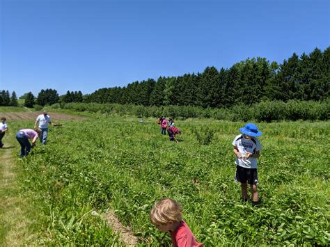 Strawberry Picking Season: The Complete Guide (Updated 2020)