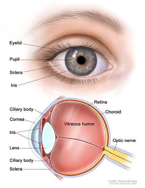 Definition of uveal melanoma - NCI Dictionary of Cancer Terms - NCI