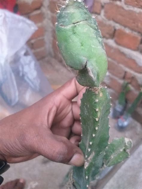 Cloud Farm Dragon Fruit Combo Pack of 4- Pink Skin with Pink Flesh ...