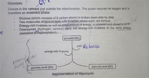 Glycolysis Occurs in the cytosol just outside the mitochondrion. This pha..