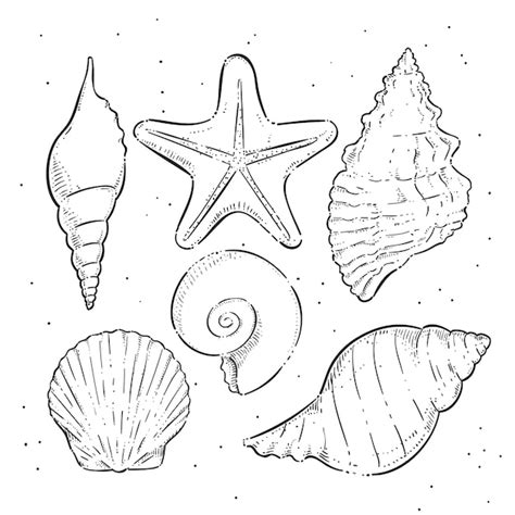 Image result for Sea Shell Line Drawing Blue Print