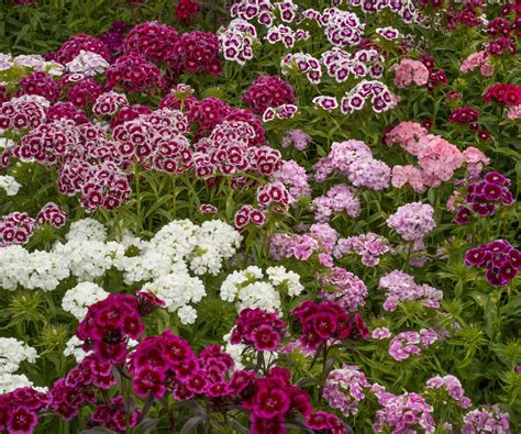 How to grow sweet William: Expert tips | Homes and Gardens
