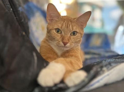 ADOPT — Starry Night Cat Cafe