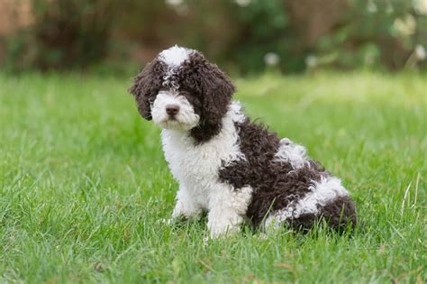 Spanish Water Dog