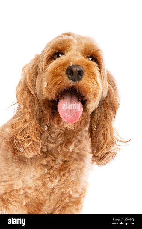 Image result for Dog Cockapoo Brown