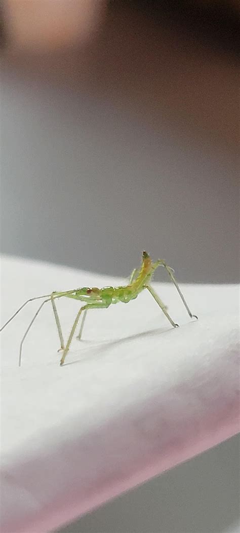 Pale Green Assassin Bug
