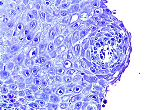 Indian Biological Images Archive