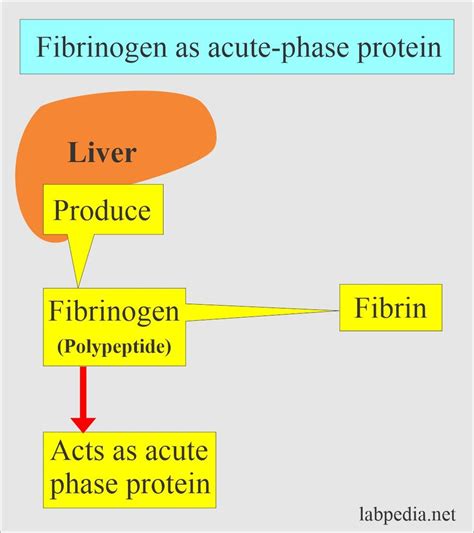 Image result for Fibrinogen Structure Simple