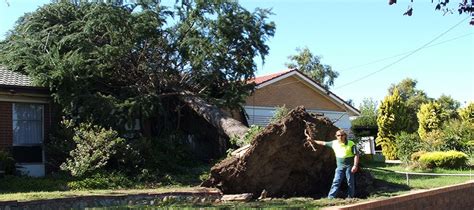 Tree Removal Failures 的图像结果