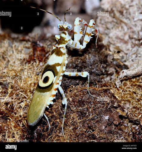 Walking flower mantis hi-res stock photography and images - Alamy