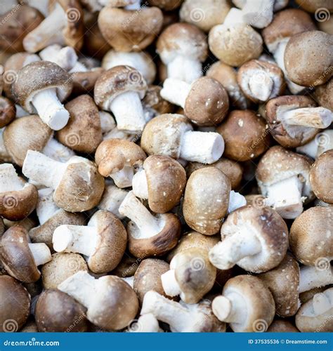 Baby Bella Mushrooms stock photo. Image of freshness - 37535536