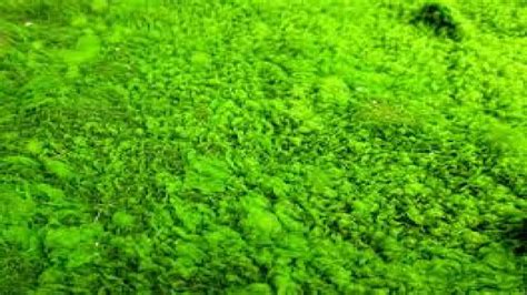 Algae to clean up oil refinery waste water