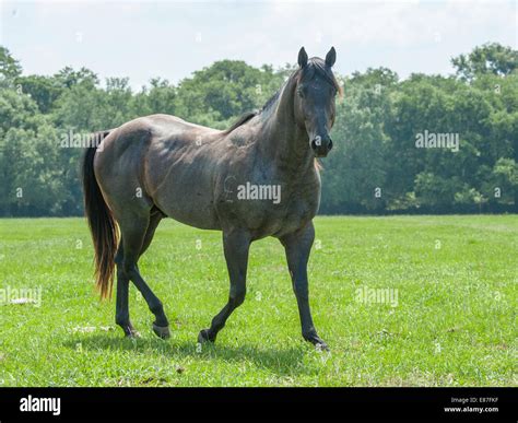 Roan Horse Color