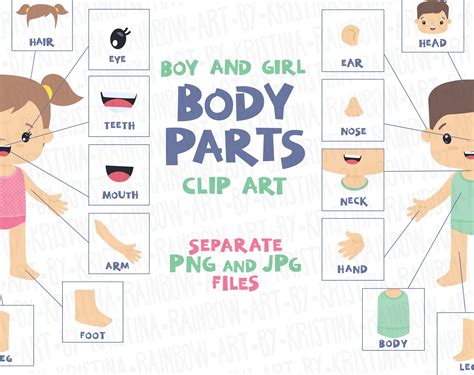 Boy and Girl Body Parts Clip Art, Visual Scheme Illustration, Human Anatomy, Learning the Human ...