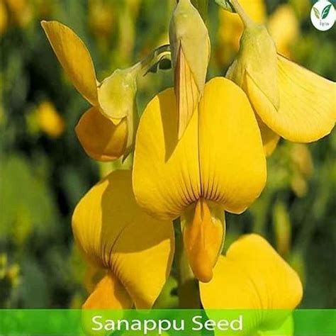 Green Manure Seeds - Iagrifarm Kolinchi Seeds for Green manure for ...