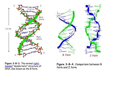 Image result for Normal DNA Function