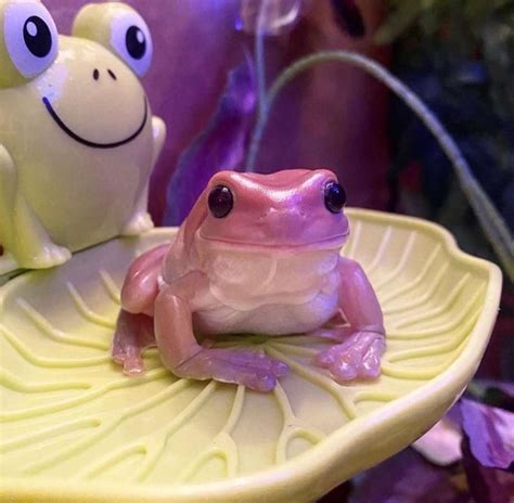 Image result for Pink Tree Frog