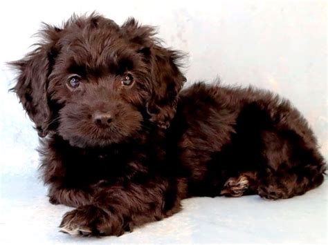 Image result for 30 Pound Cockapoo Dog