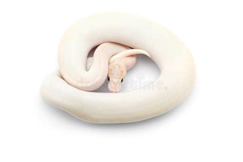 Image result for Royal Python Skin Background