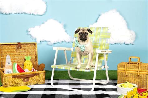 Yappy Hour: Pups & Portraits Summer Pawty, 4414 N Clark St, Chicago, 1 ...