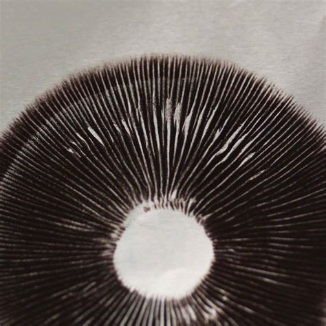 Spore Prints For Sale at Hugo Jenyns blog
