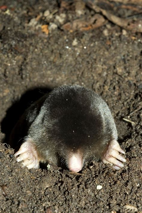 Image result for Mole Problem Solving