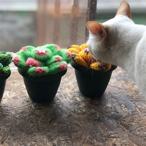 Loom Knit Succulent Cactus Plants Flower Pattern – Loomahat.Store