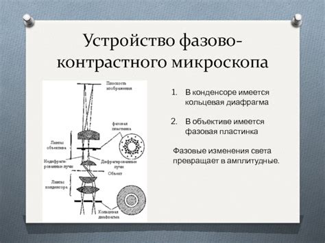 Фазово-контрастная микроскопия