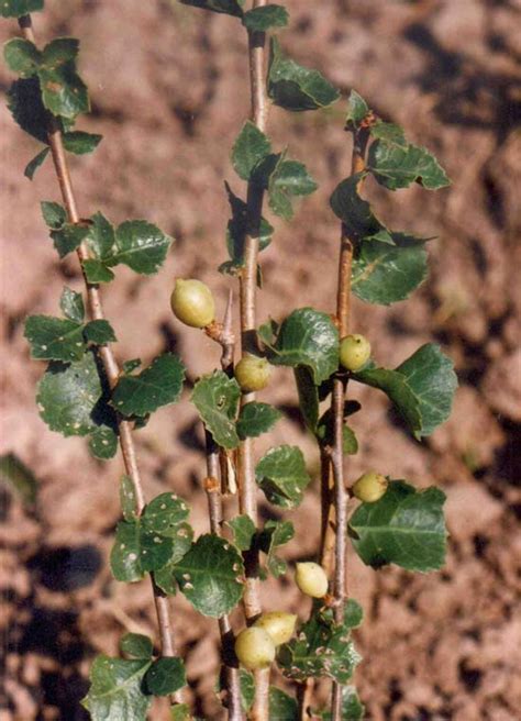 National Innovation Foundation-India