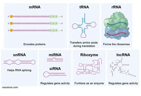 RNA Transcript 的图像结果