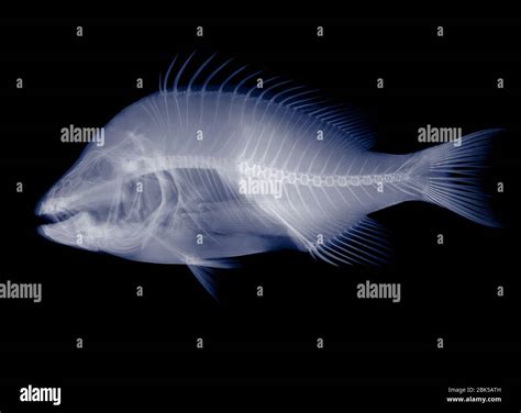 X Ray Fish High Resolution Stock Photography and Images - Alamy