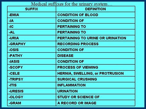 MEDICAL TERMINOLOGY PART 12 THE URINARY SYSTEM Constructed