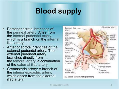 Anatomy of the Male External genitalia.pptx