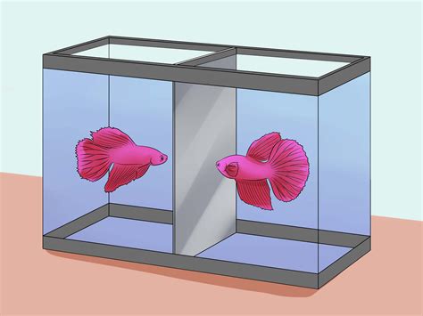 How Long Do Siamese Fighting Fish Live In A Tank - Infoupdate.org
