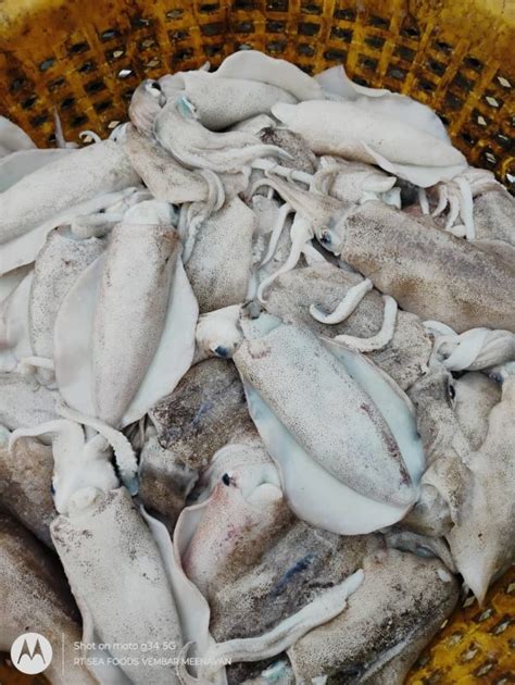 Cuttle Fish Bones Exporter from Virudhunagar