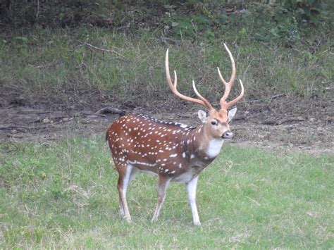 Axis Deer Hunt in Texas | Axis Deer Hunting Packages | Cotton Mesa ...