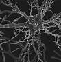 Image result for Neurons