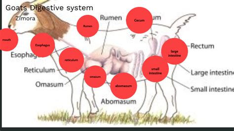 Image result for Goat Digestive System