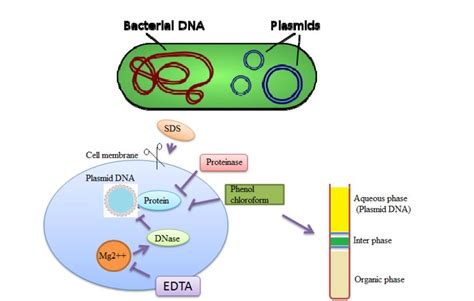 Plasmid Isolation 的图像结果
