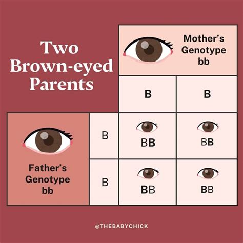 What Color Eyes Will My Baby Have? - Pregnancy Friend