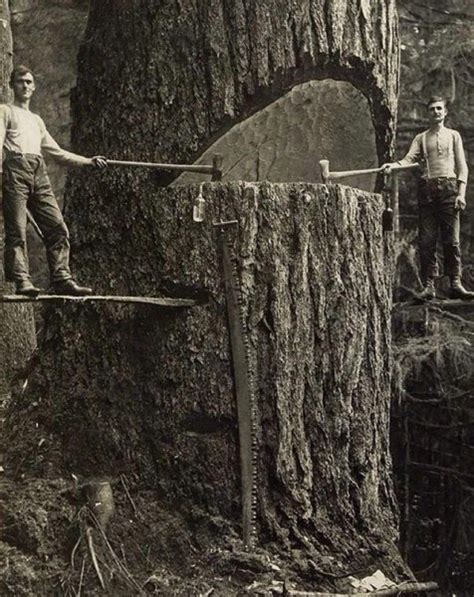 Image result for Old Logging Springboard