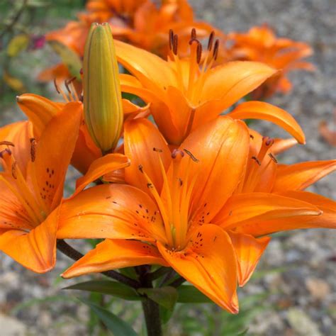 Buy Best Quality Asiatic Lily Orange Flower Bulbs Online - Organic Bazar