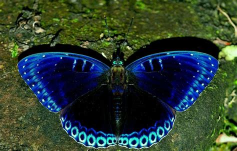Wallpaper nature, butterfly, color for mobile and desktop, section ...