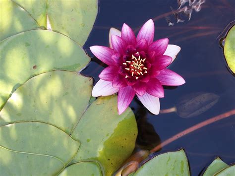 Water Lily FAQ's and Answers | Growing Water Lilies for Beginners