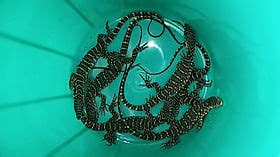 Customs arrest Tamil Nadu native; recovers exotic reptiles