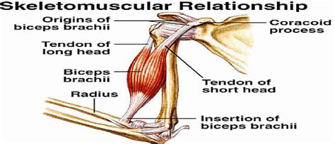 Muscles - Zoology Optional Notes for UPSC PDF Download