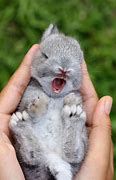 Image result for Pics of Baby Bunnies