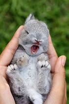 Image result for Cutest Pic of a Bunny